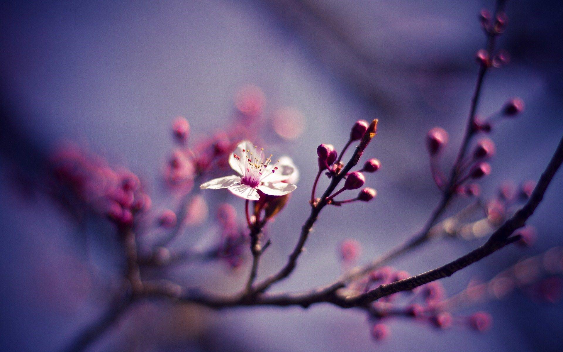 Nature Branch Flower Cherry Spring Close Up Wallpaperx1200