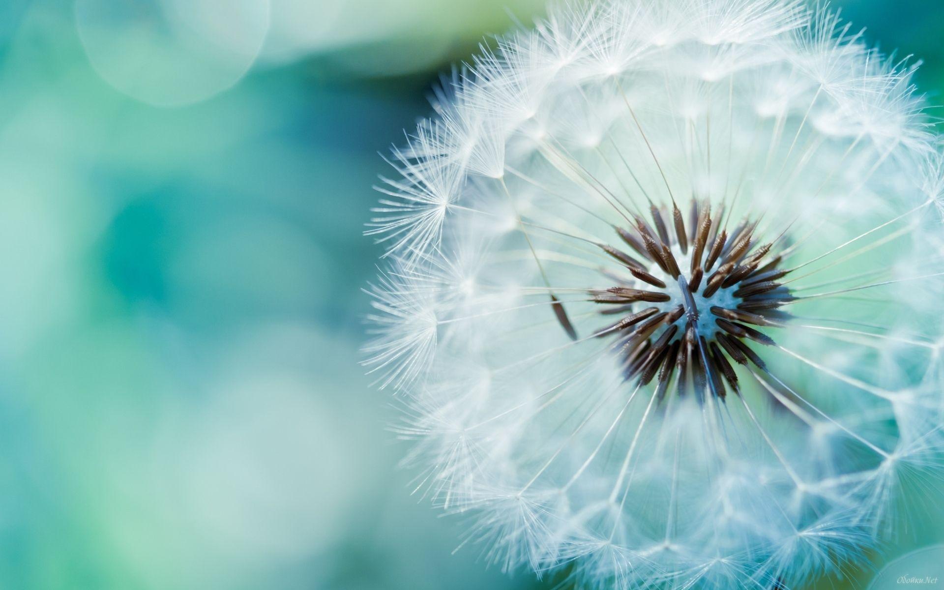 Dandelion plants macro seeds closeup wallpaperx1200