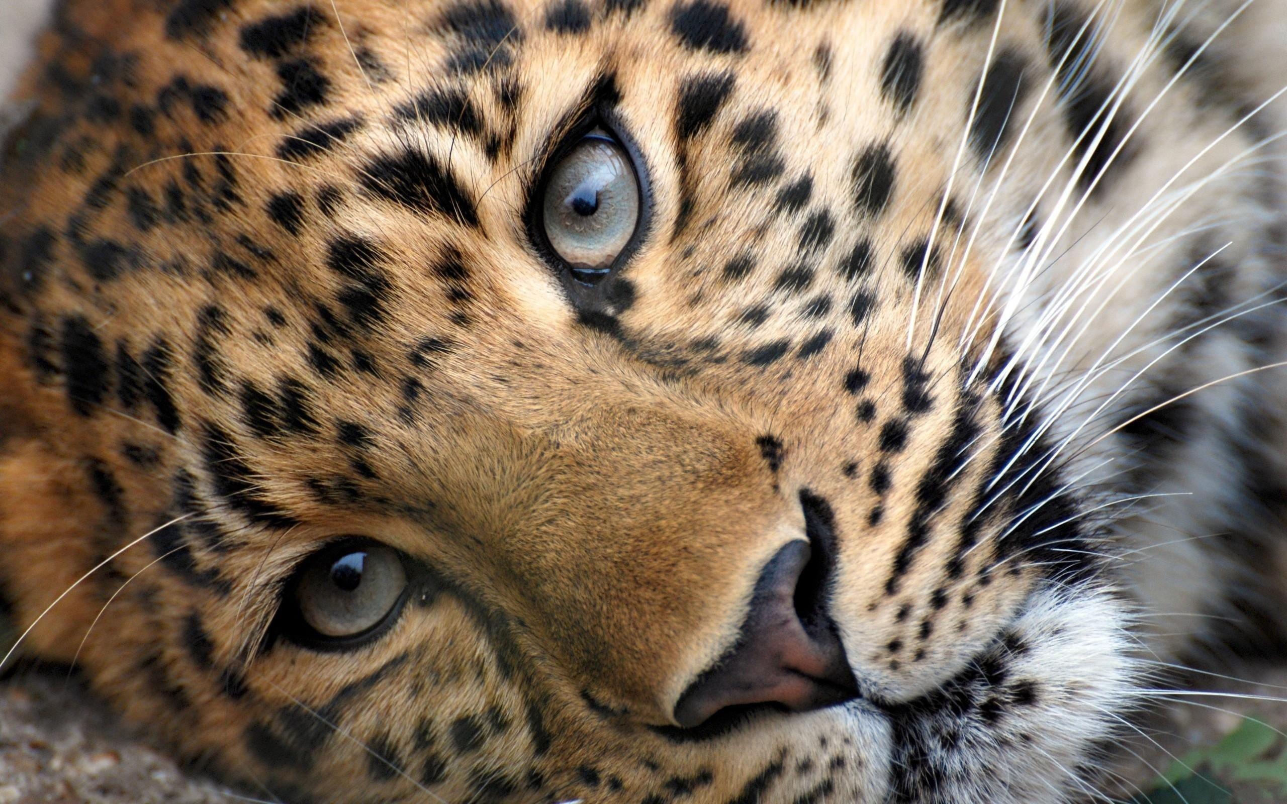 Leopard Closeup Wallpaper