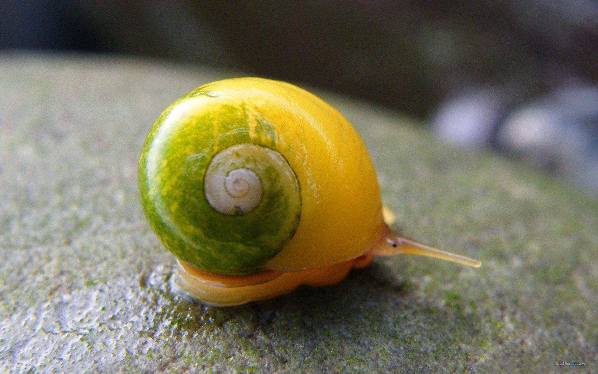 Snail, Close Up, Shells, Peeled Green, Survival, Small, Wallpaper