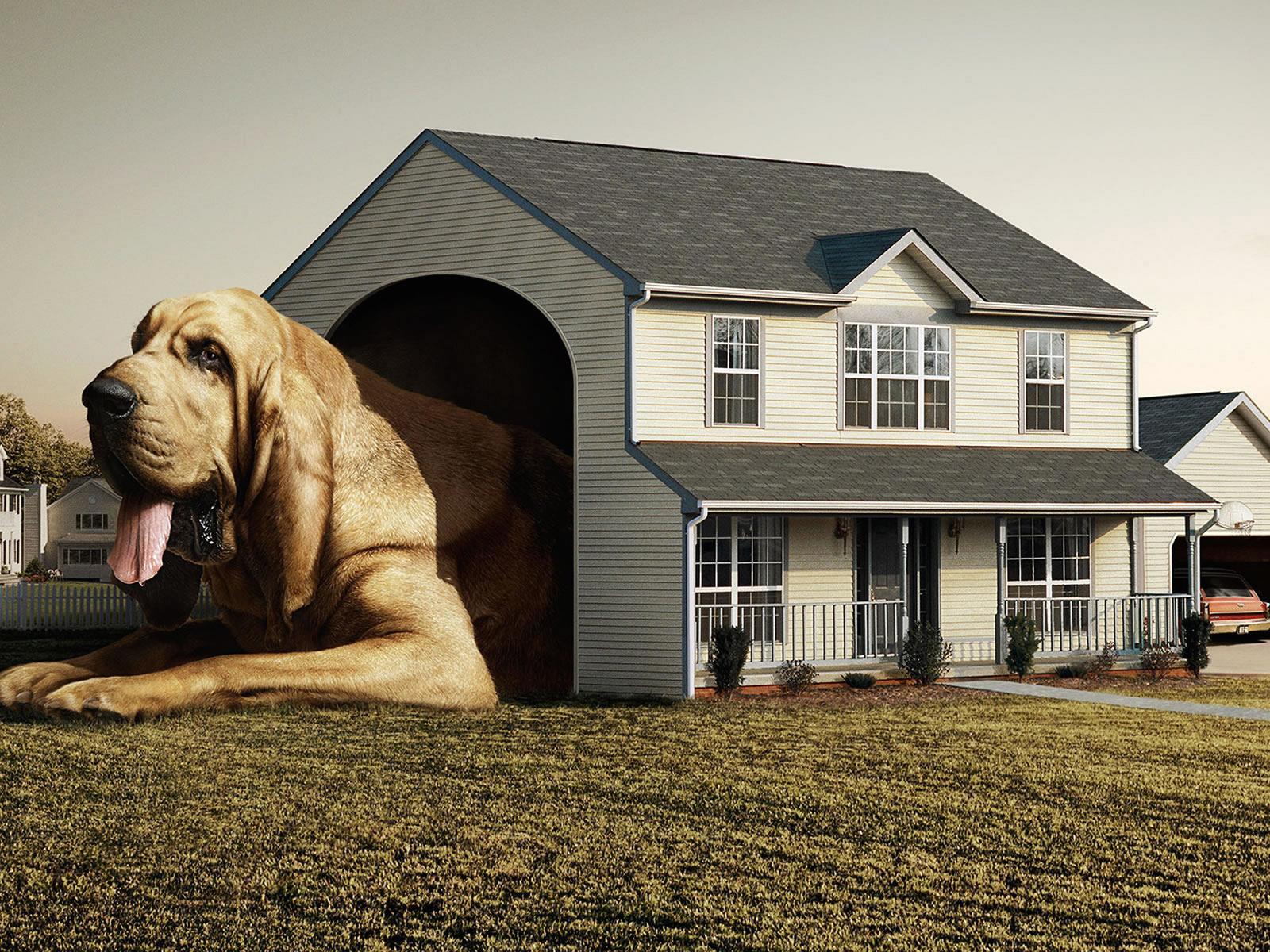 Wallpaper Big Dog In A Small House Digital Art x 1200