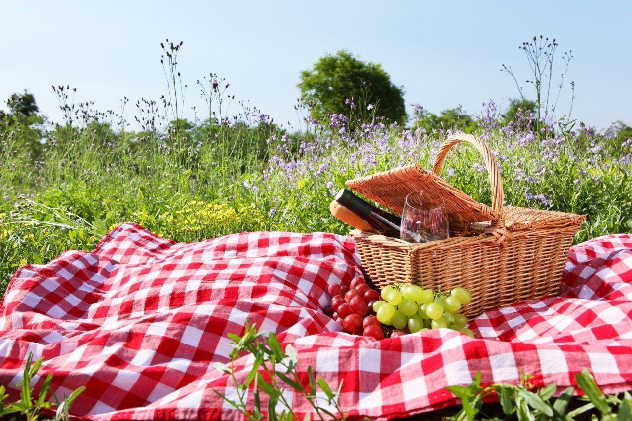 ER 29 Picnic Wallpaper, Picnic Full HD Picture and Wallpaper