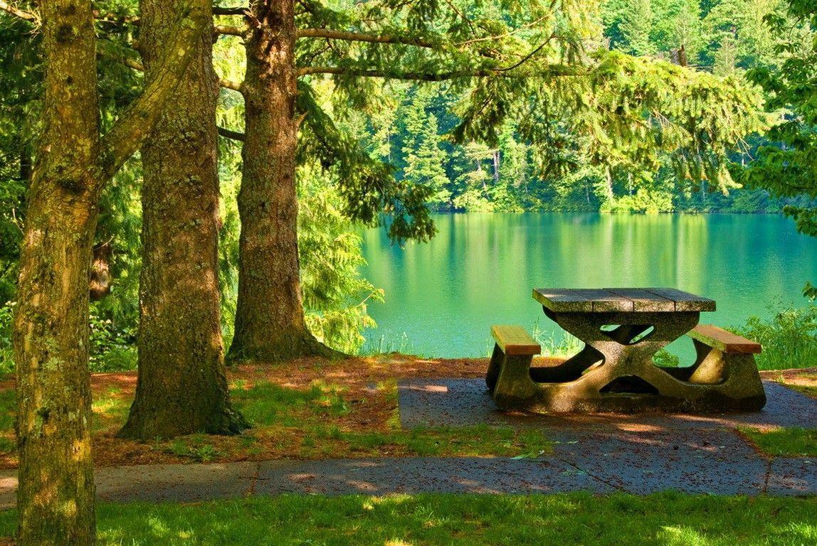 Picnic Tag wallpaper: Picnic Pond Nice Trees Water Grass Place