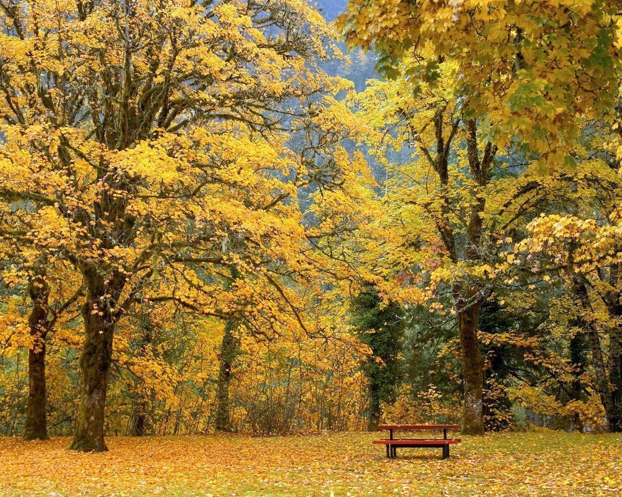 Forests: Table Forest Woods Leaves Trees Golden Picnic Wallpaper