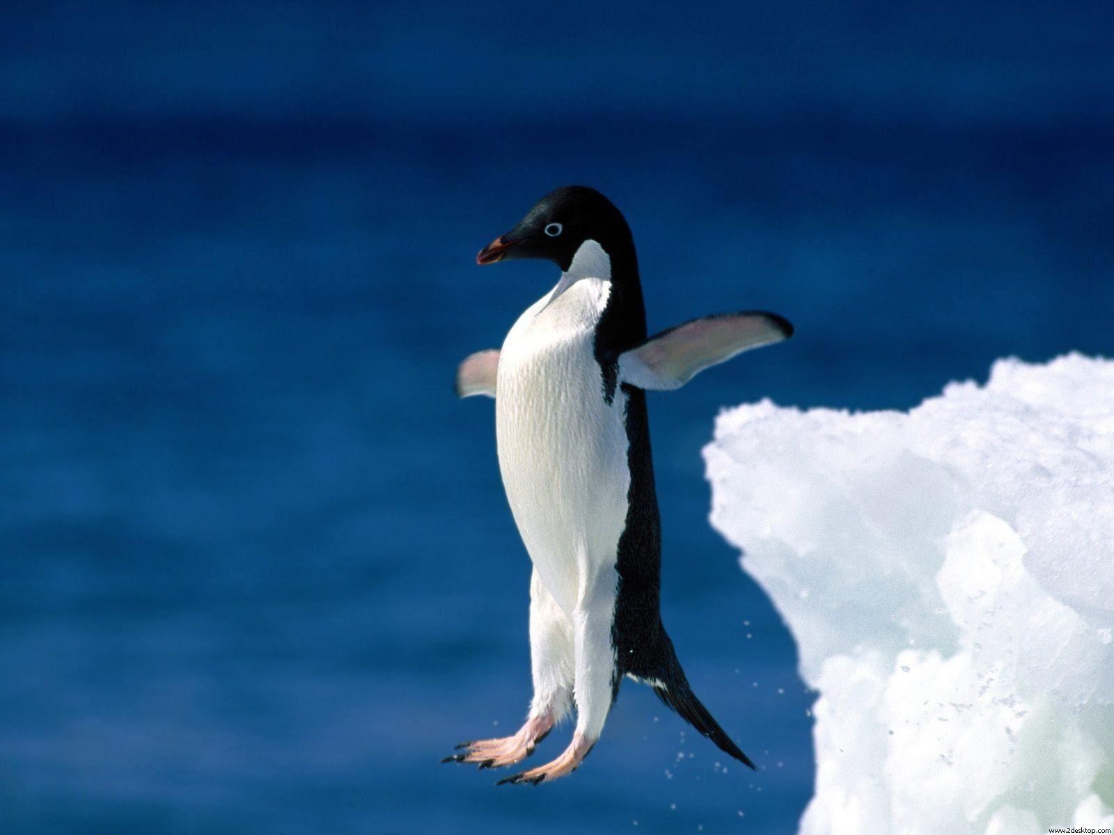 Leap of Faith Penguin Wallpaper