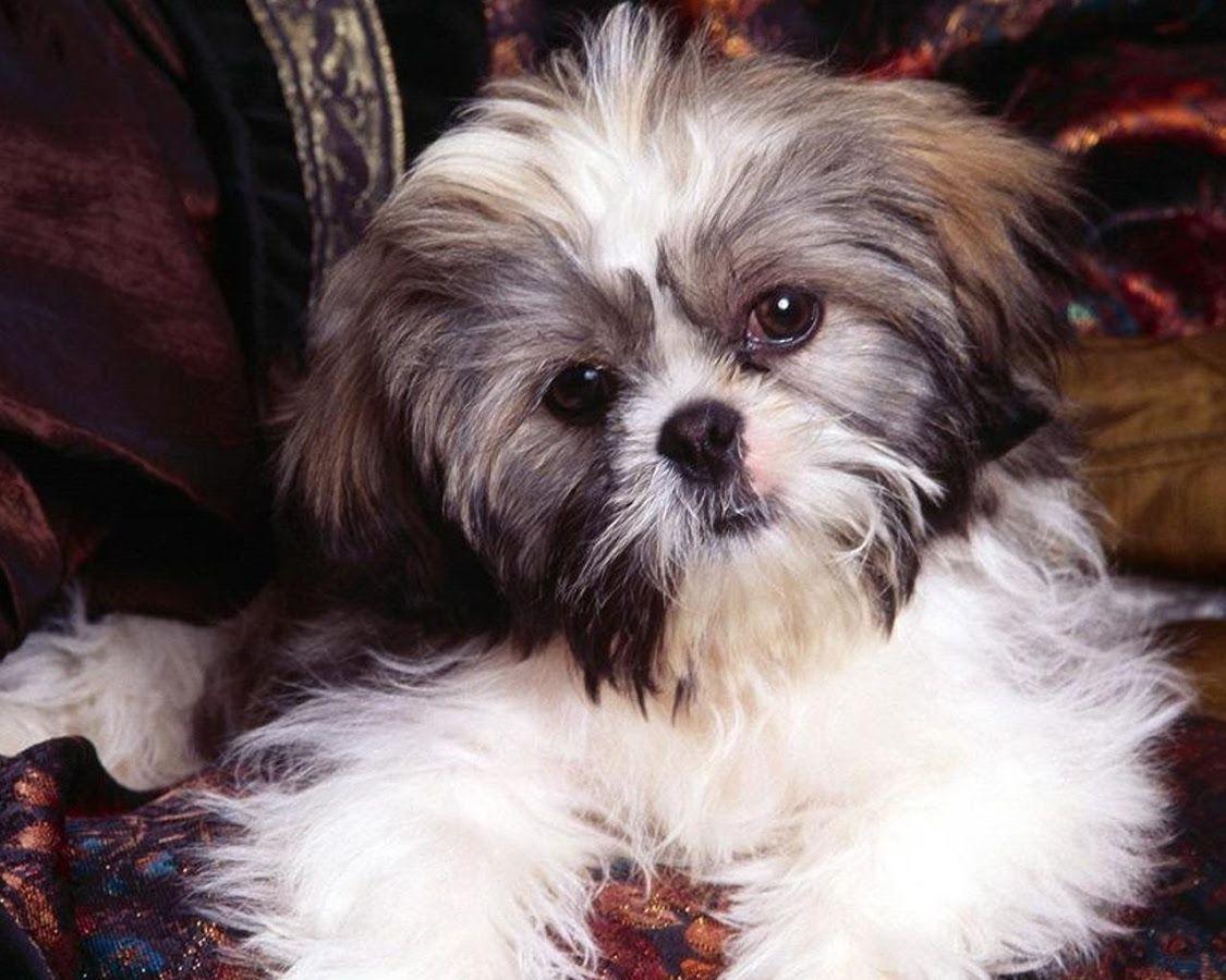 Shih Tzu Wallpaper Apps on Google Play