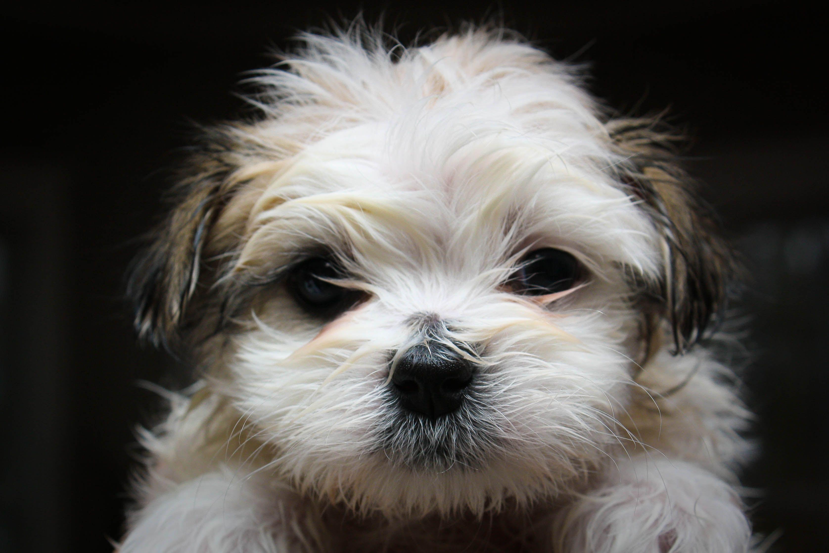 Shih Tzu Wallpaper HD Download