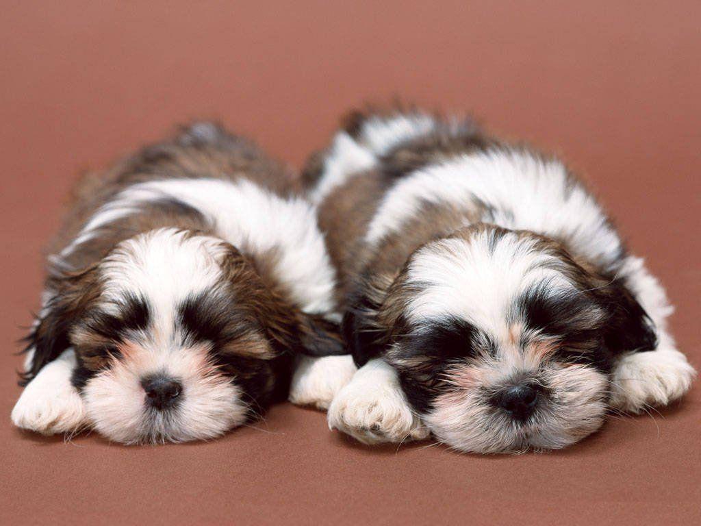 Free Shih Tzu Wallpaper