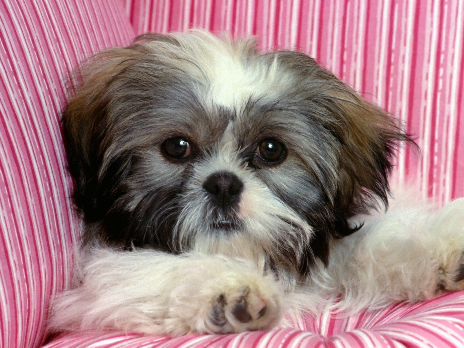 Shih Tzu HD Desktop Wallpaperwallpaper.net