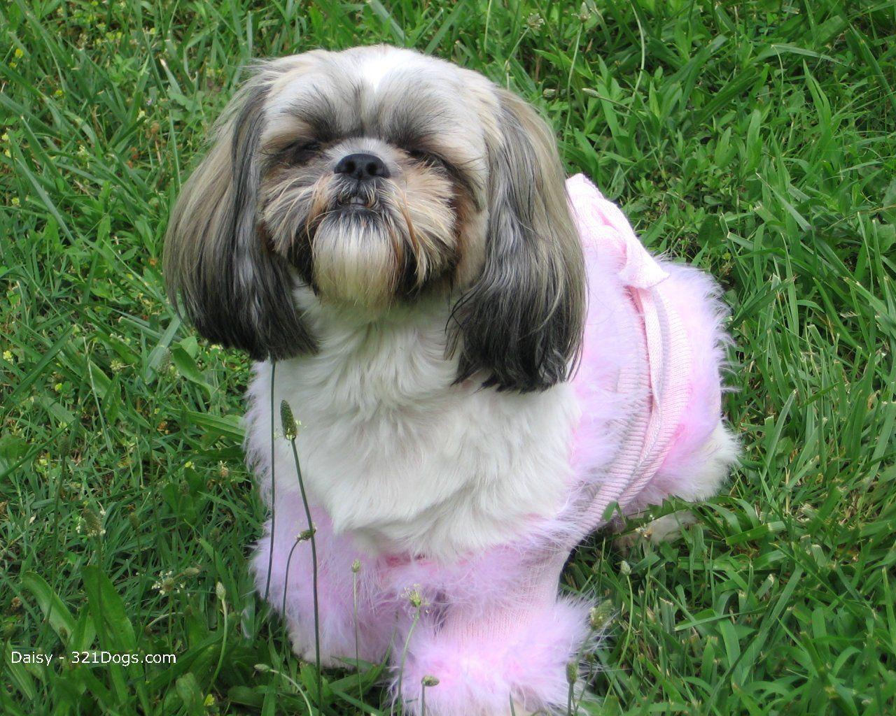 Shih Tzu image Shih Tzu HD wallpaper and background photo
