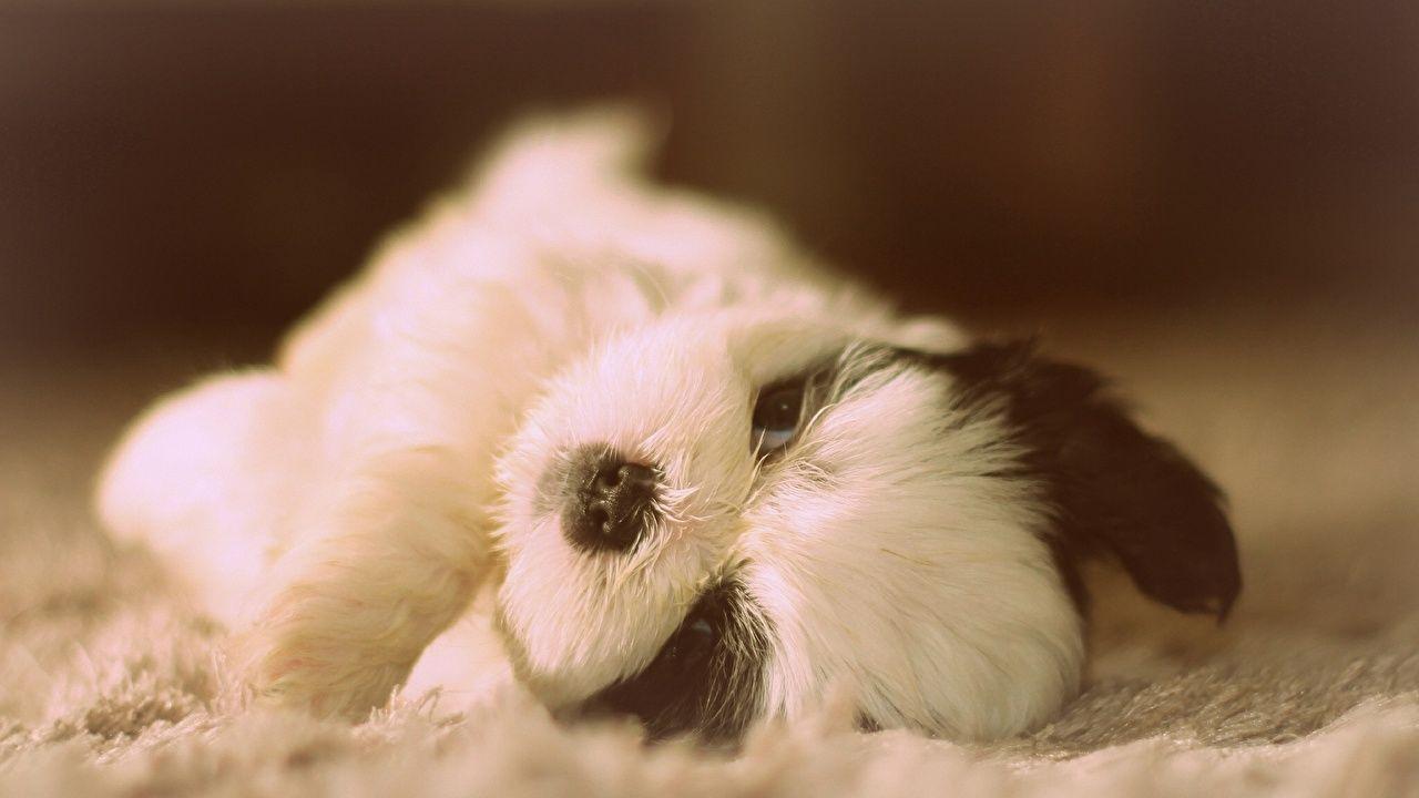 Shih Tzu wallpaper picture download