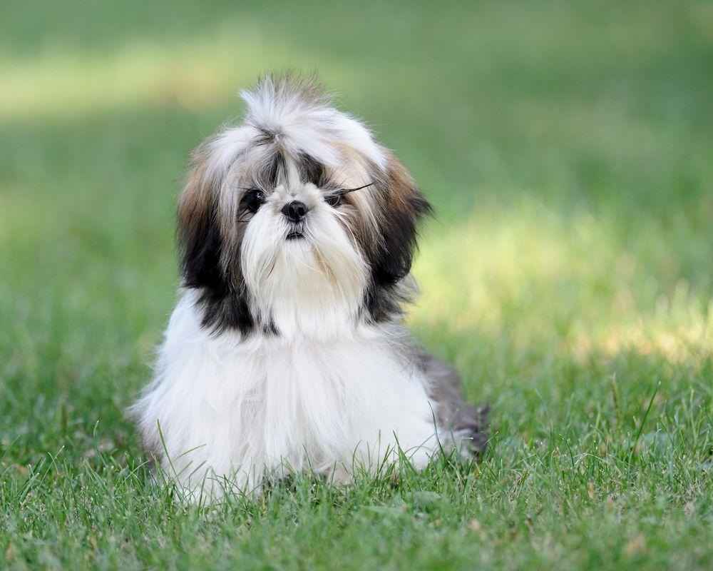 HD Shih Tzu Wallpaper And Photo. HD Animals Wallpaper