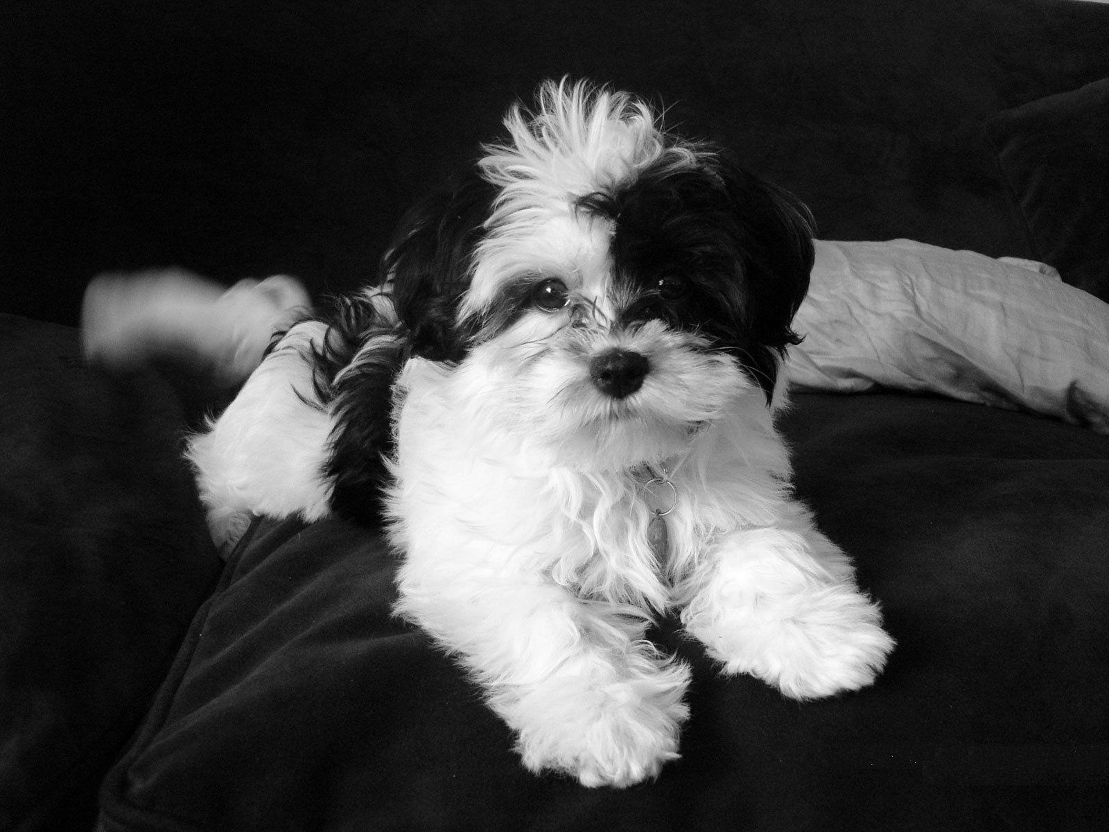 Wallpaper For Desktop Shih Tzu