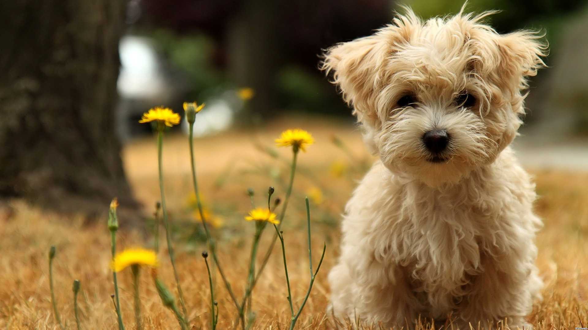 Shih Tzu Dog Wallpaper. Ultra High Quality Wallpaper
