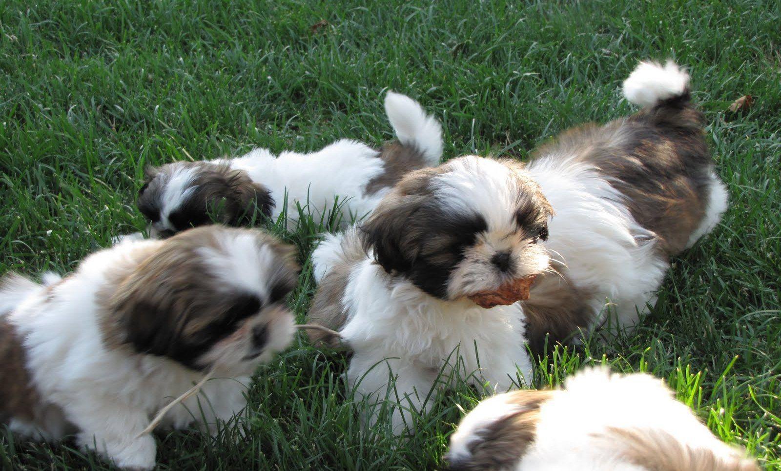 Information Wallpaper With Shih Tzu Puppies Picture Full HD