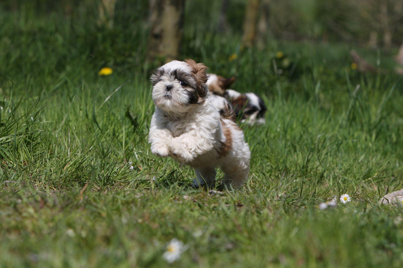 Shih Tzu Wallpaper HD Download