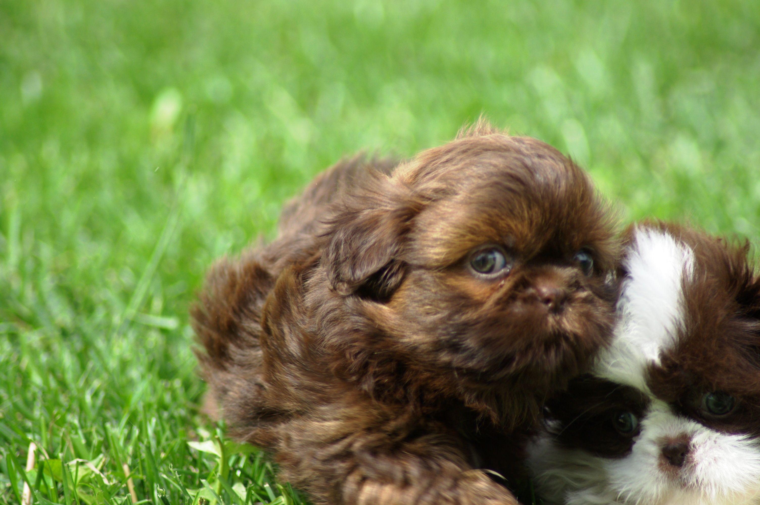 Brown puppy shih tzu wallpaper and image, picture