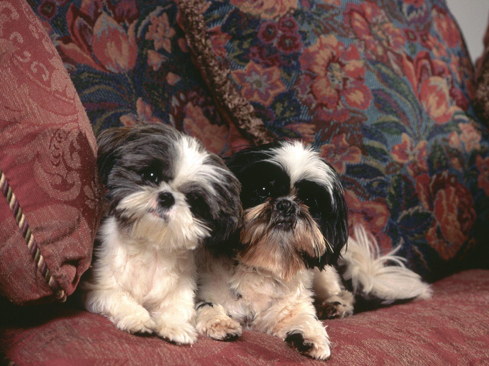 Shih Tzu wallpaper, picture with a Shih Tzu / Страница 2