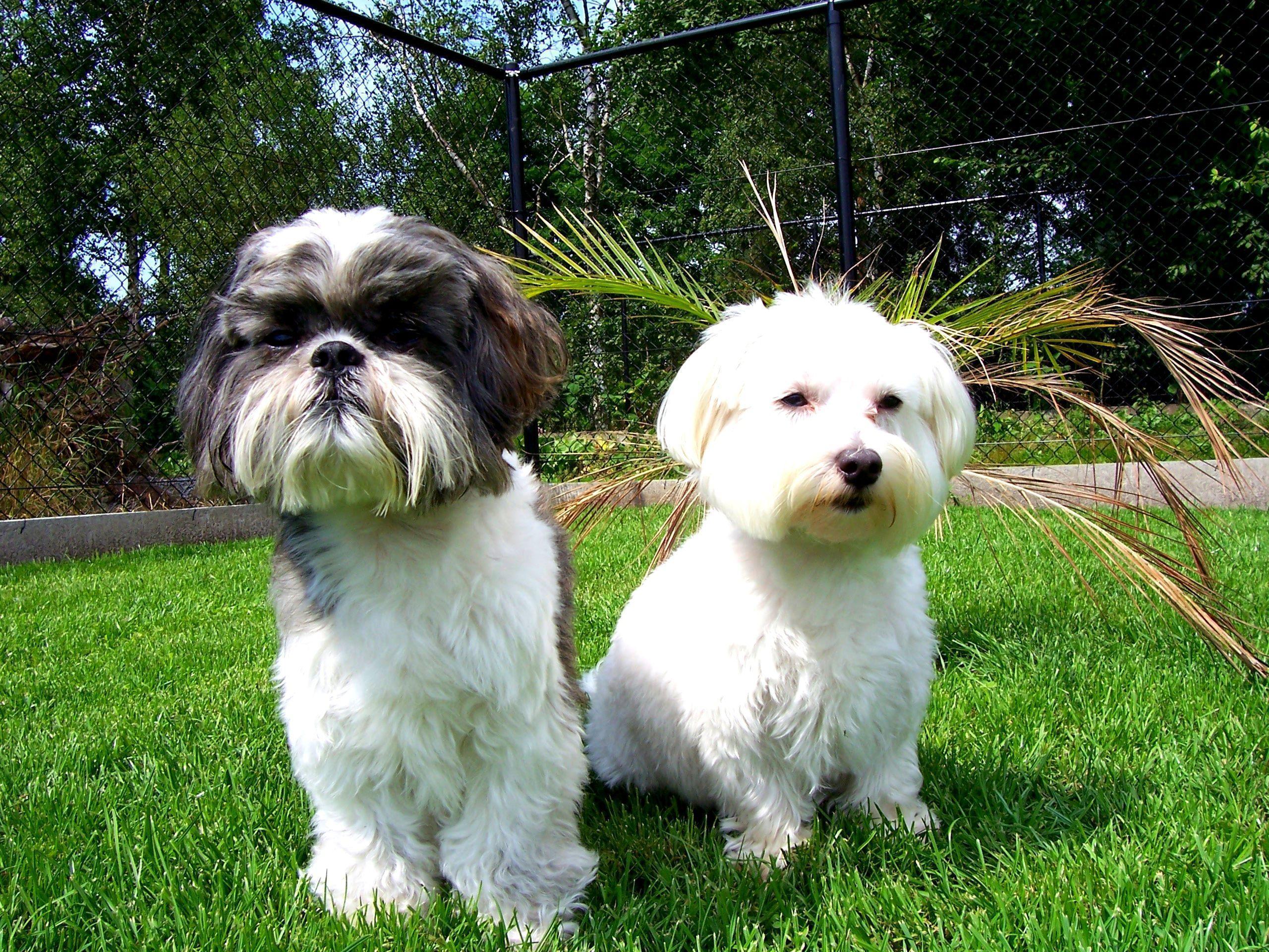 Dogs Tzu Wallpaperx1920