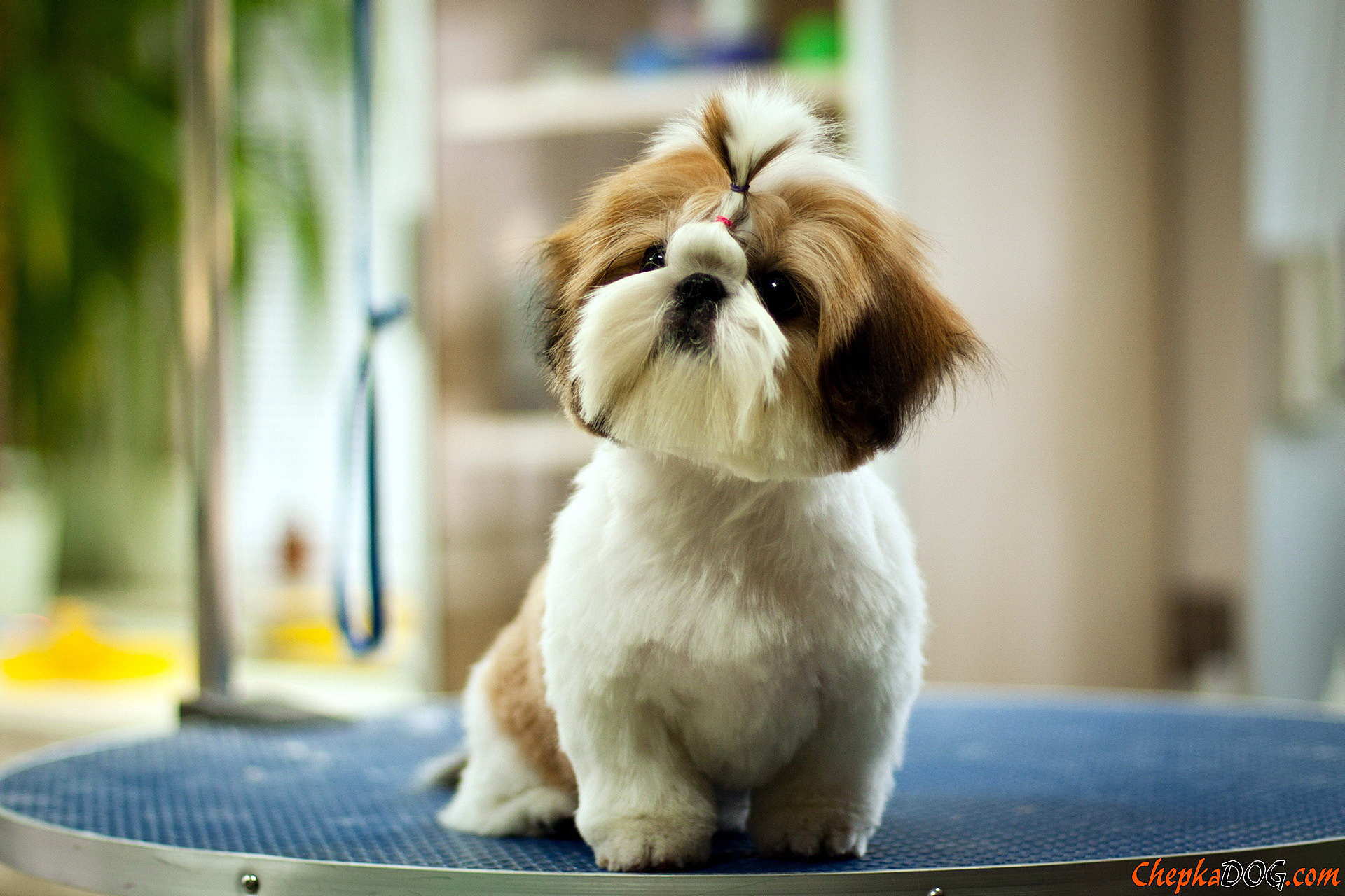 Short Haired Shih Tzu Wallpaper And Image, Picture