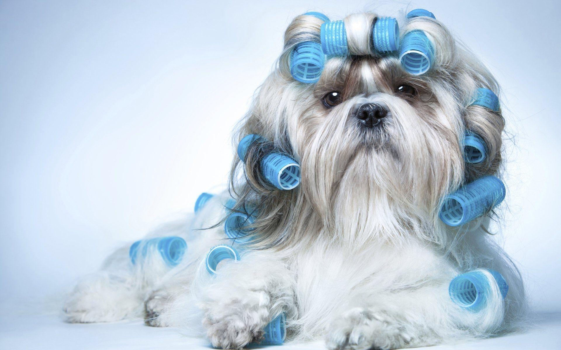 Shih Tzu Wallpaper 798165