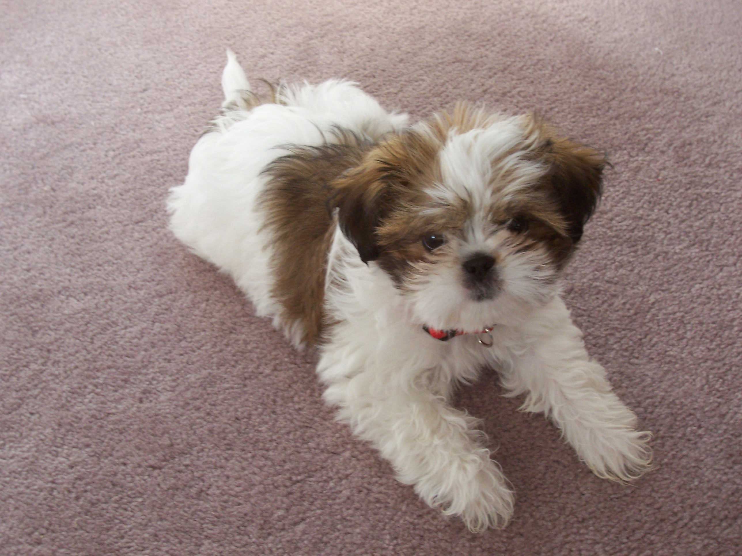 Compact, however slightly longer than it's tall, the Shih Tzu