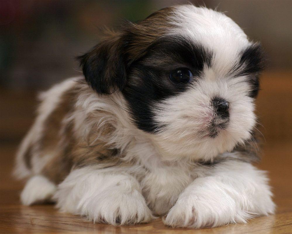 Shih Tzu Puppy Desktop Funny Cat Dog Picture Background With