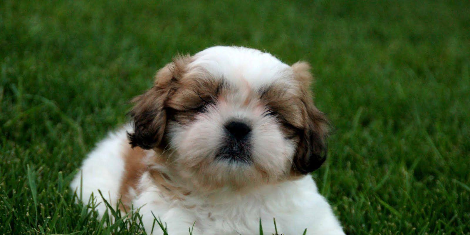 Shih Tzu Wallpaper And Picture Of A Puppy High Quality For Laptop