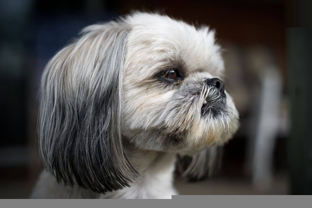 Confused Shih Tzu Dog Face Wallpaper