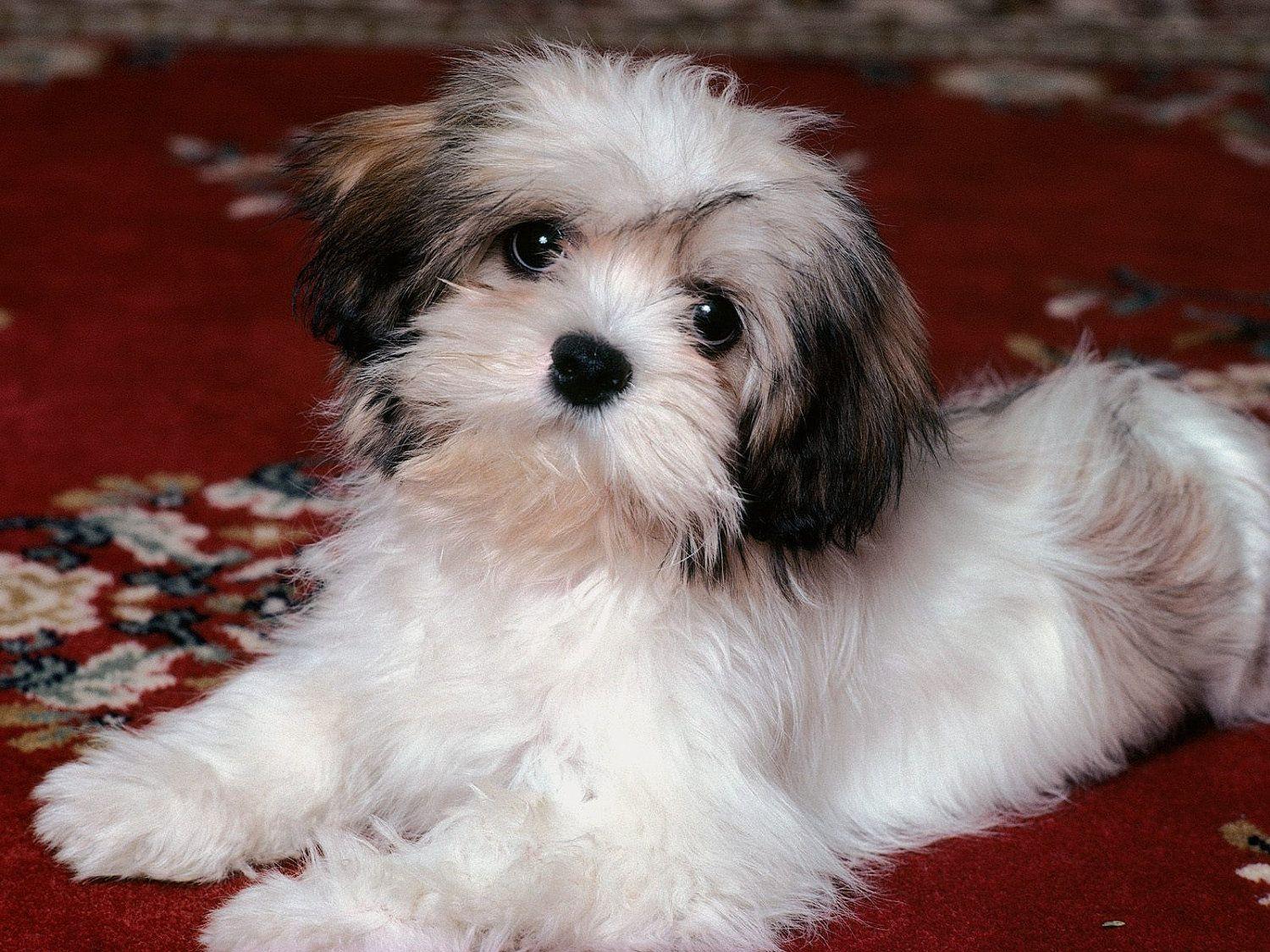 Best HD Shih Tzu Wallpaper