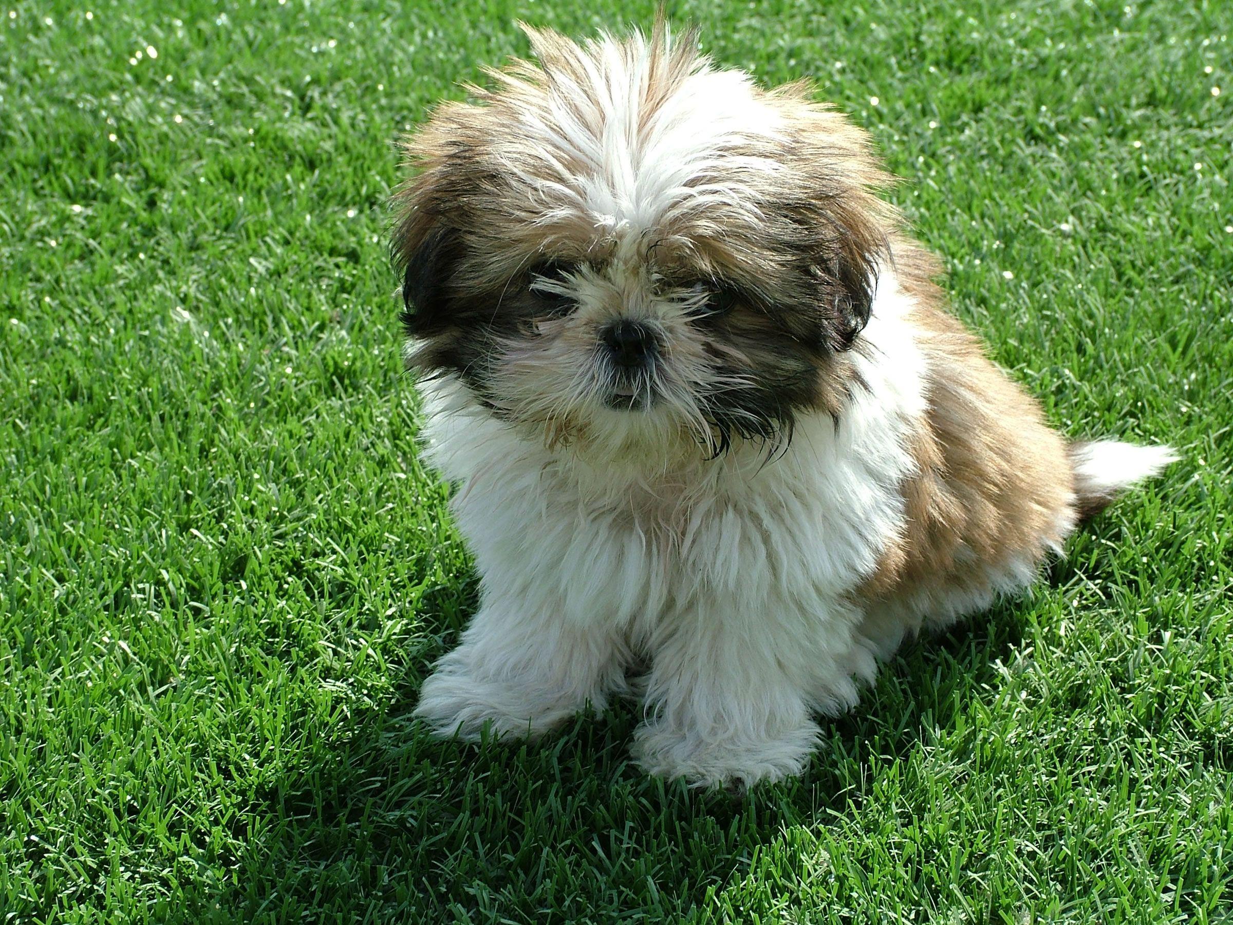 Shih Tzu Puppies Wallpapers Wallpaper Cave
