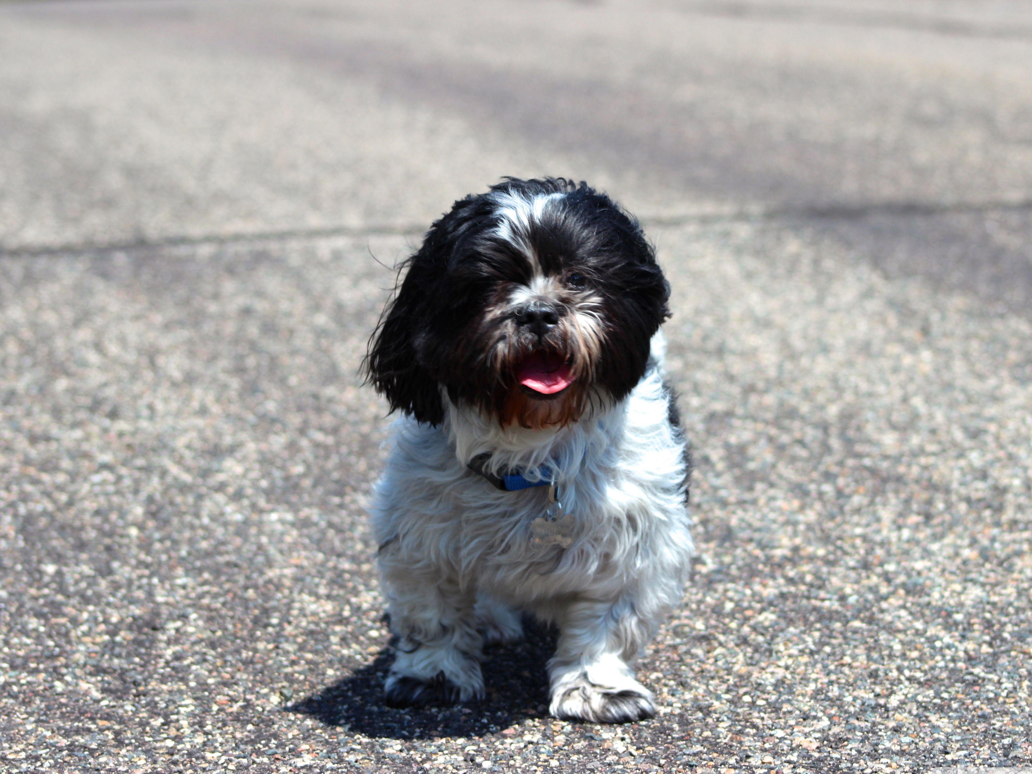 Shih Tzu HD desktop wallpaper, Widescreen, High Definition