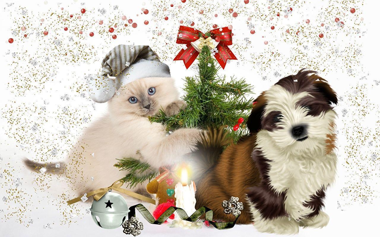 Shih Tzu wallpaper picture download