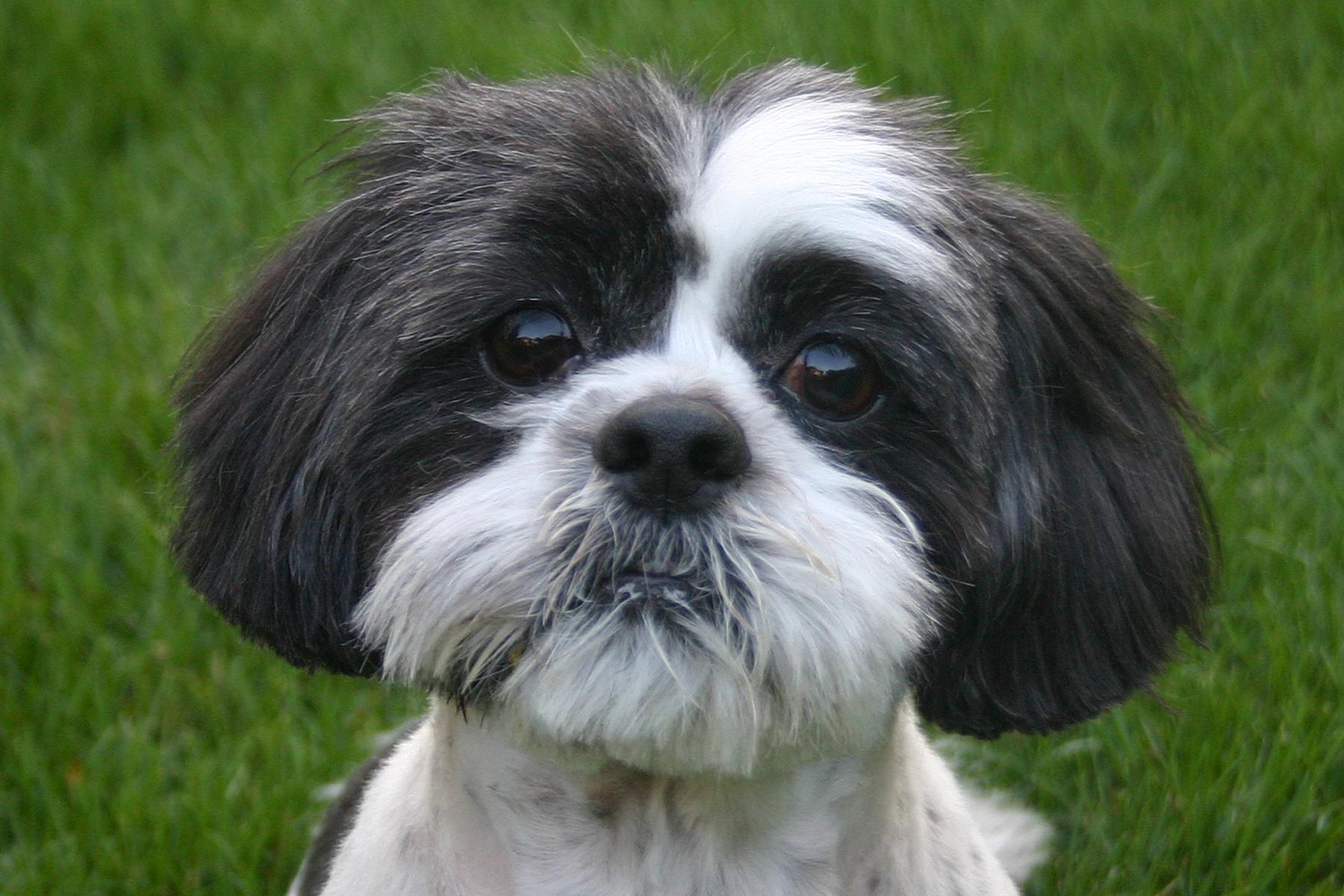Cutie shih tzu dog wallpaper and image, picture