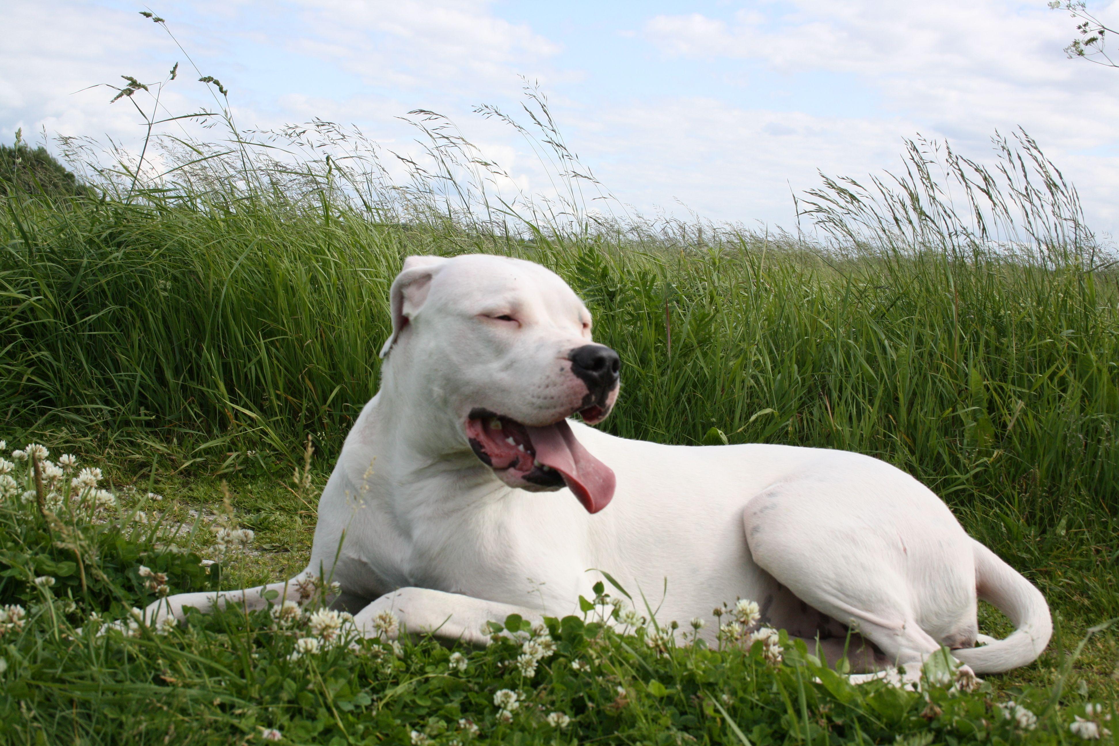 Animals___Dogs_Dogo_Argentino_tired_049283_