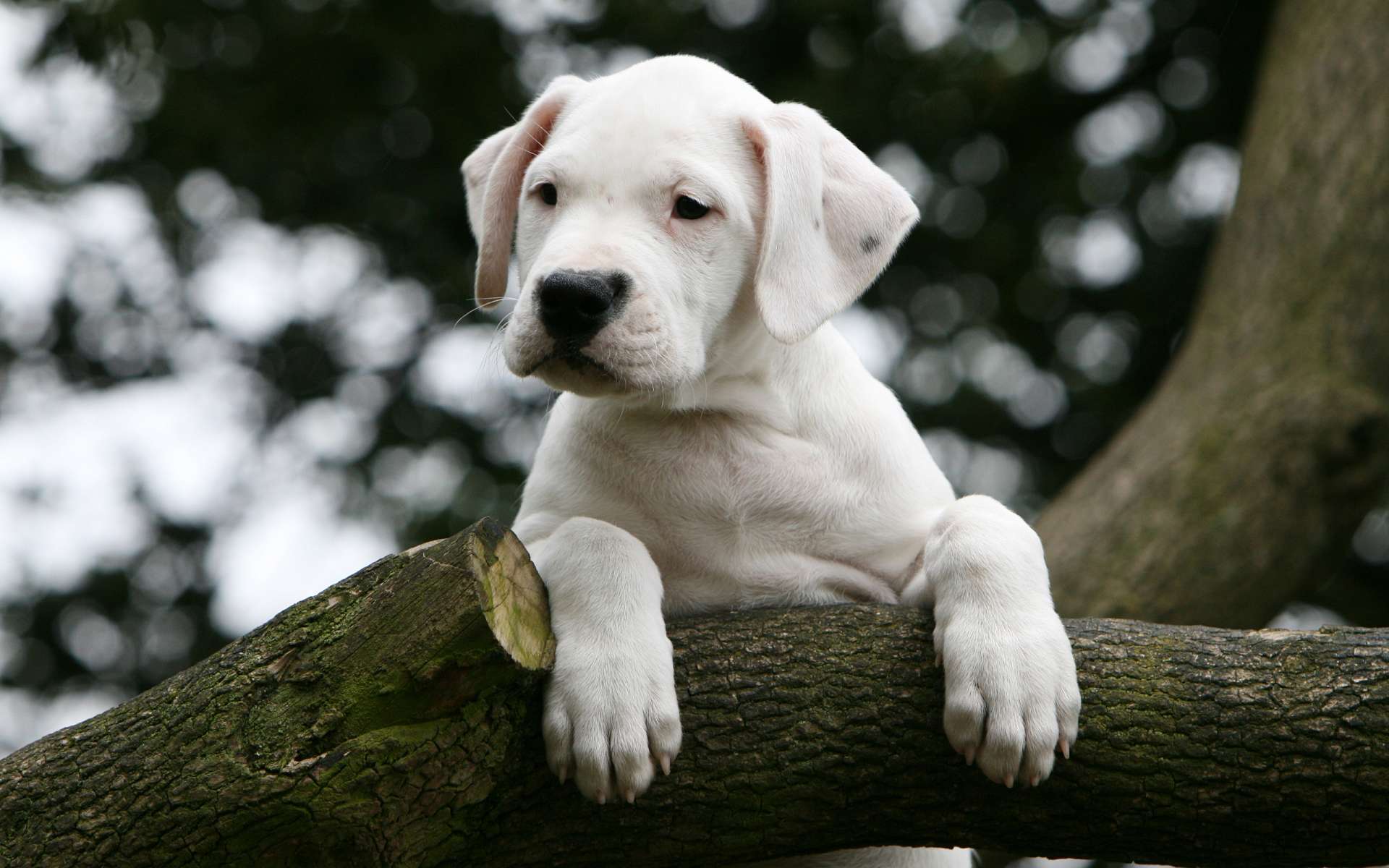 Animals___Dogs_Young_Dogo_Argentino_on_the_tree_049281_