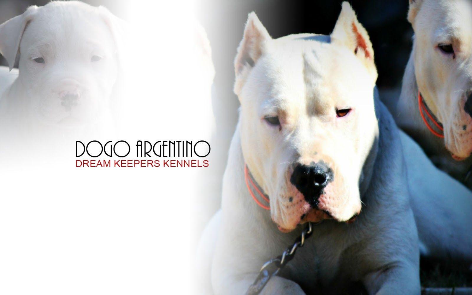 Dogo Argentino Wallpaper HD Download