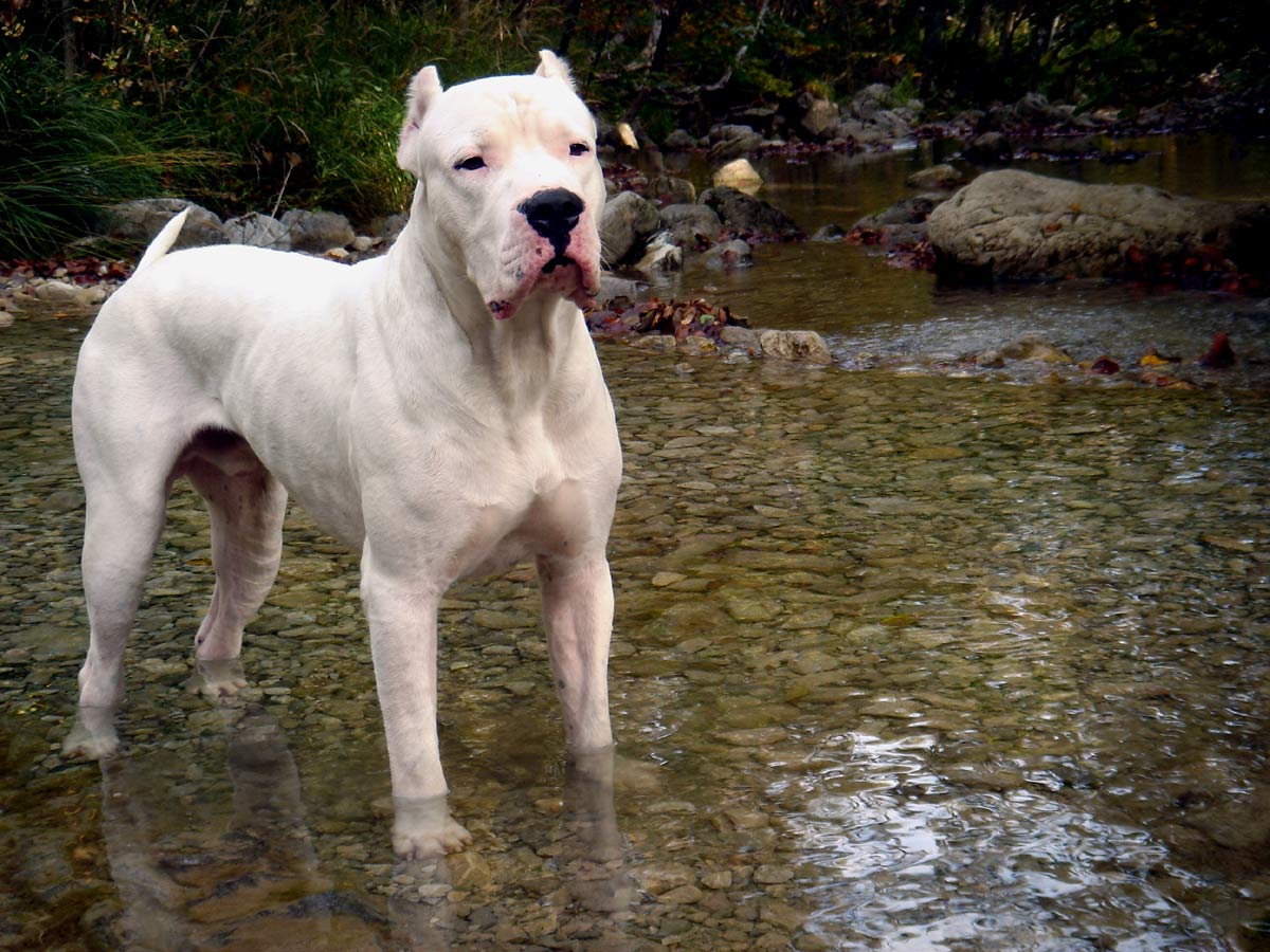 High Quality Dogo Argentino Wallpaper. Full HD Picture