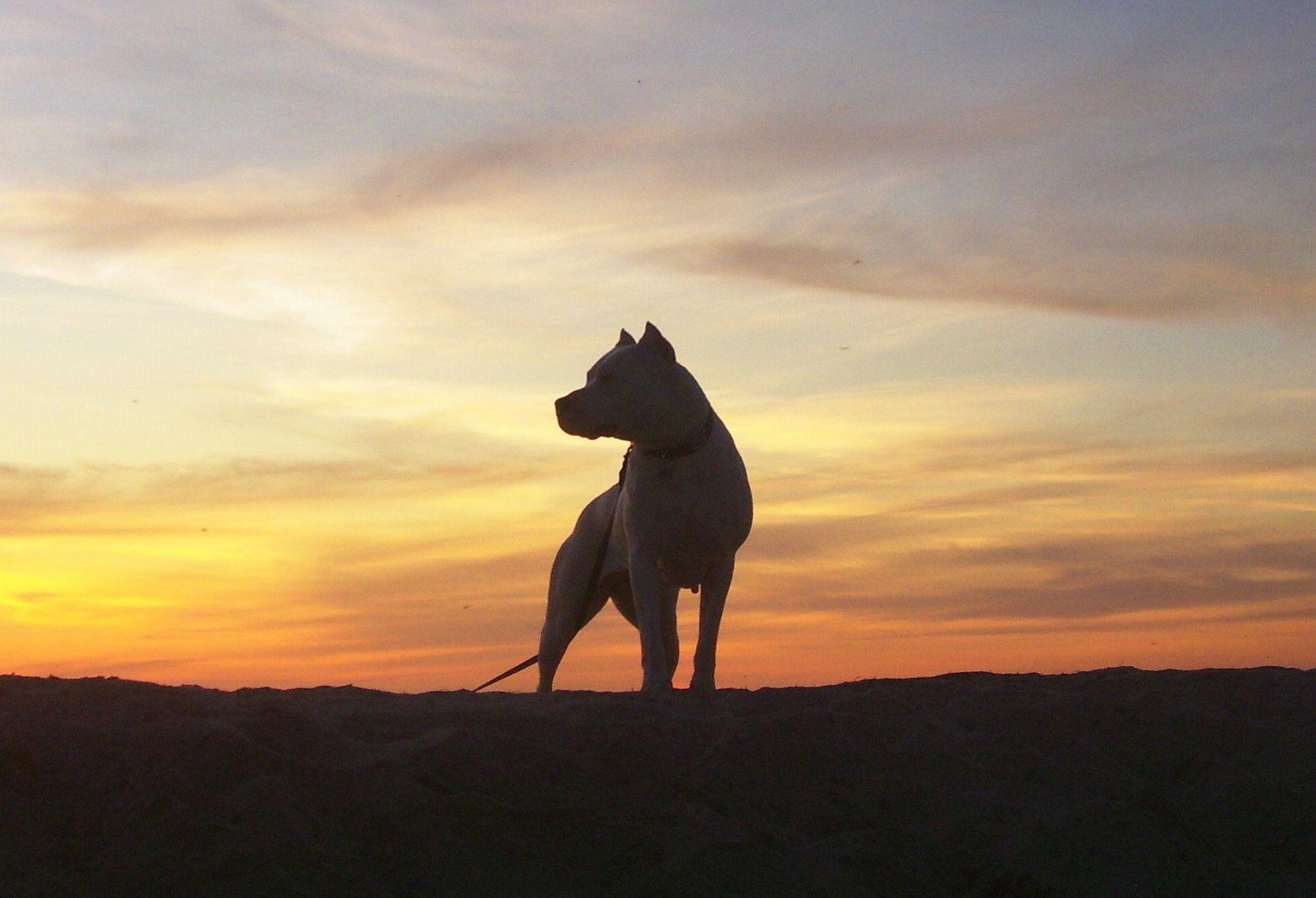 Animals___Dogs_Dogo_Argentino_on_sunset_background_049269_