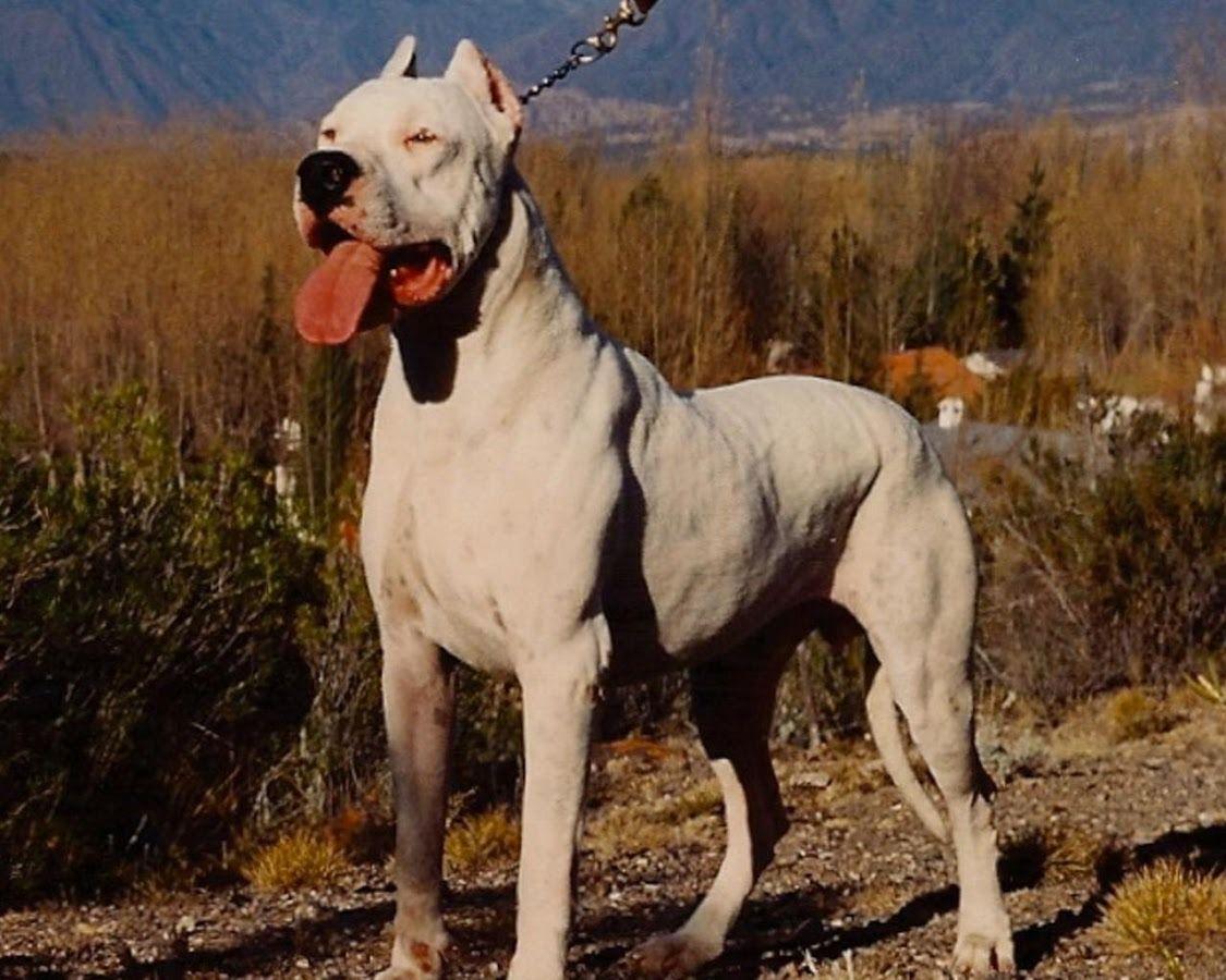 Dogo Argentino HD Wallpaper Apps on Google Play