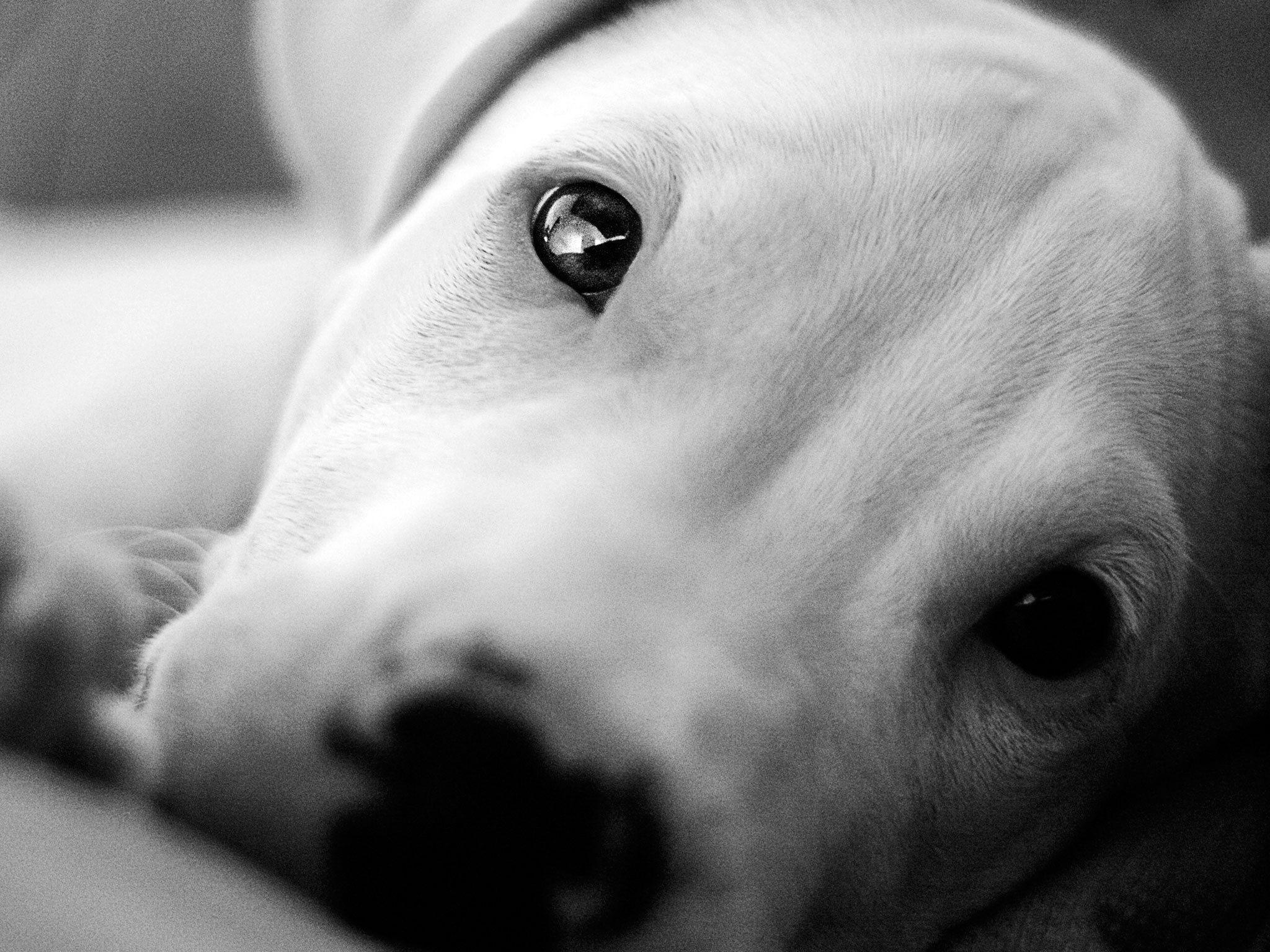 Animals___Dogs_Beautiful_eyes_Dogo_Argentino_049279_
