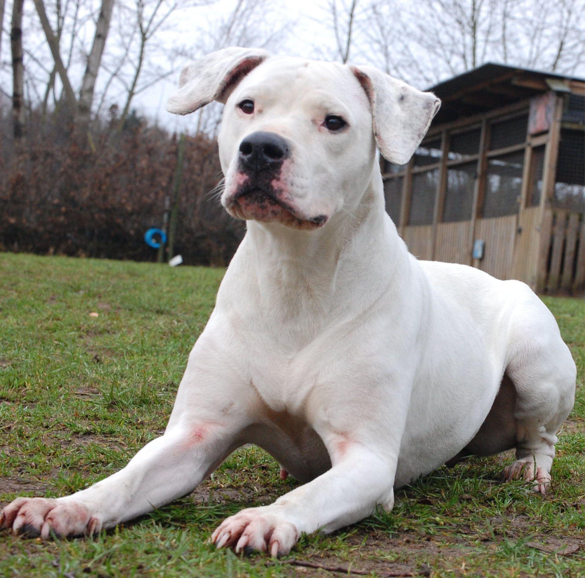 dogo argentino uncropped ears