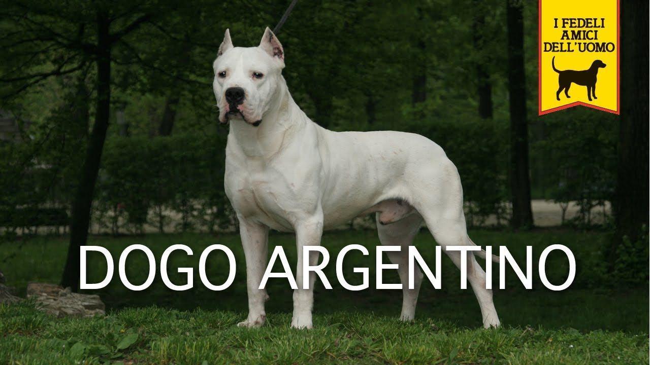 Dogo Argentino wallpaperx720