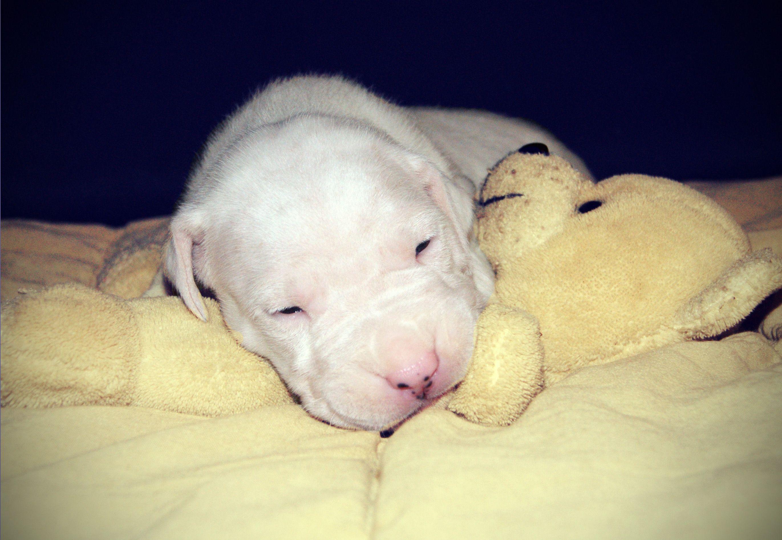 Dogo Argentino Puppy wallpaper and image, picture