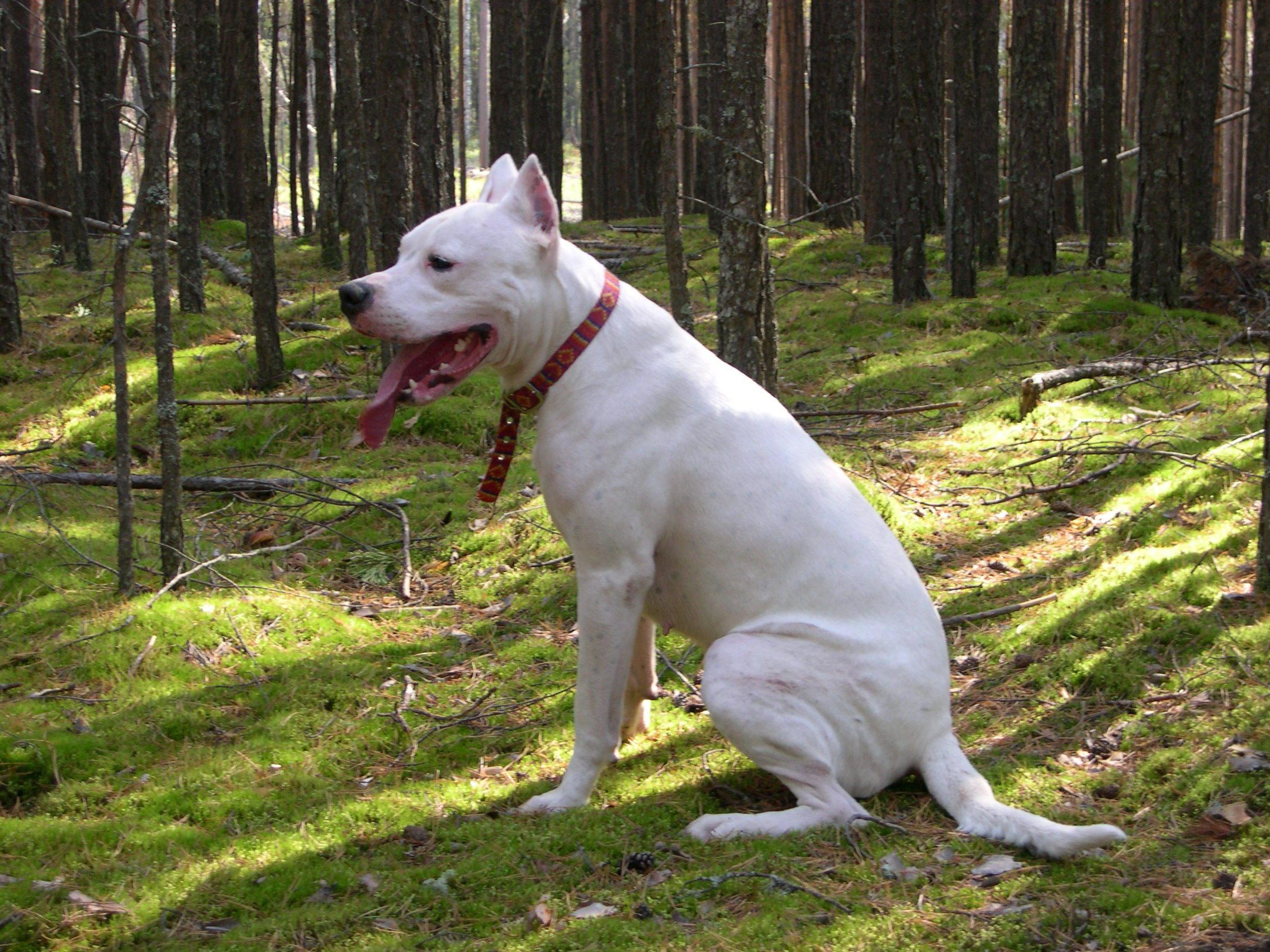 Dogo Argentino is sitting in the forest wallpaper and image