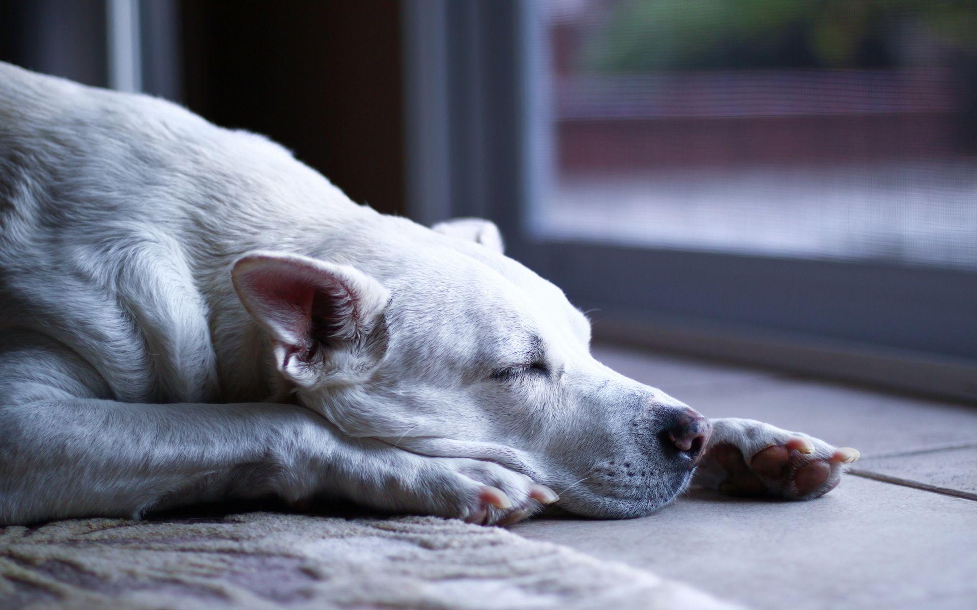 Dogo Argentino fell asleep wallpaper and image