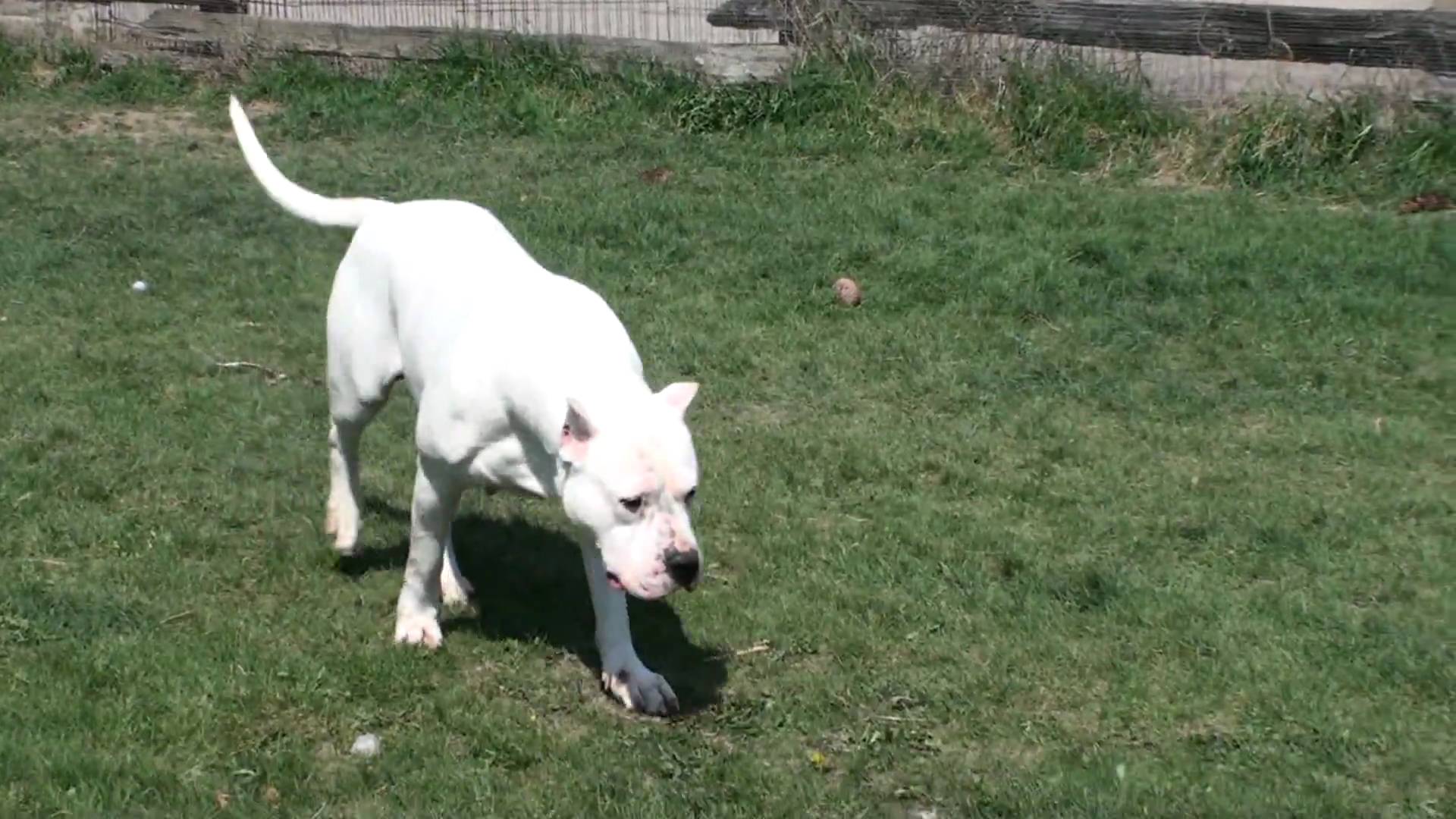 Dogo Argentino from elite dogos