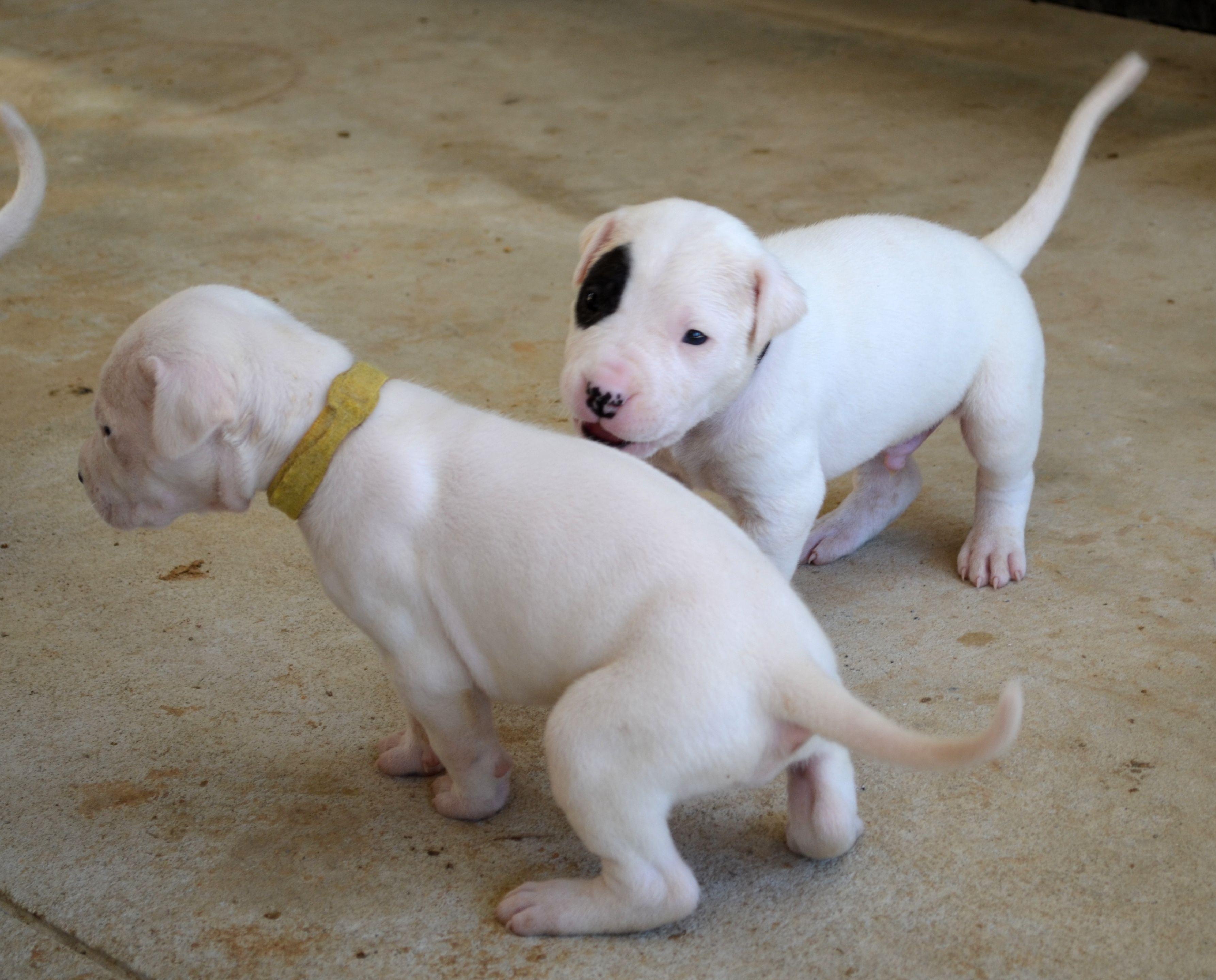Playful puppies Dogo Argentino wallpaper and image