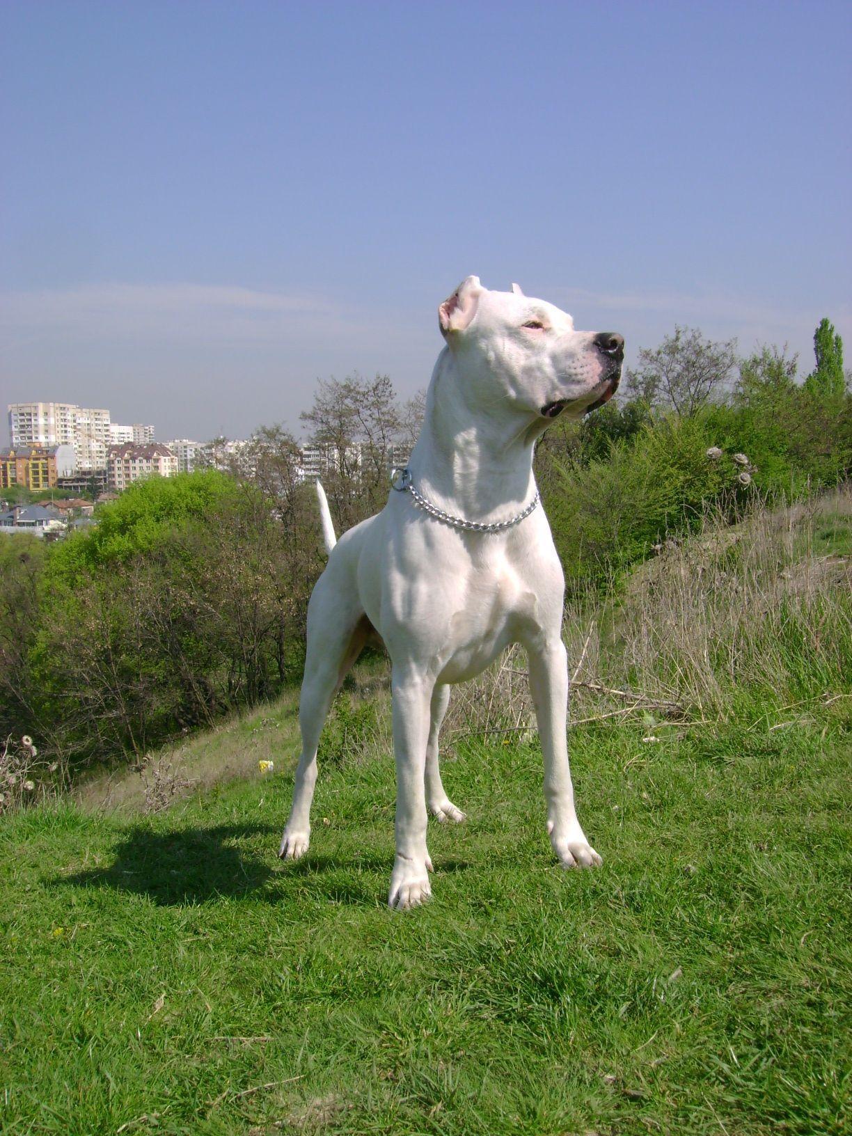 Dogo Argentino And Augustin Nores Martinez Developed