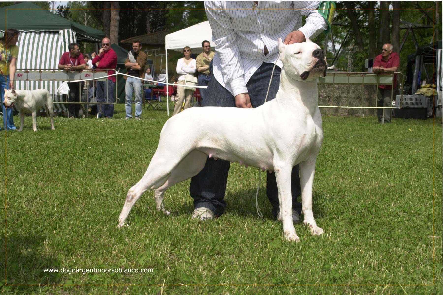 Dogo Argentino Wallpaper HD Download